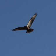 cONDOR!!!@!!!