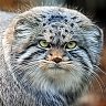 Manul