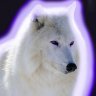 SpaceWolf
