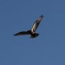 cONDOR!!!@!!!