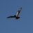 cONDOR!!!@!!!